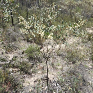 Acacia penninervis var. penninervis at Kambah, ACT - 24 Dec 2018