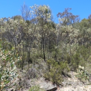 Acacia penninervis var. penninervis at Kambah, ACT - 24 Dec 2018