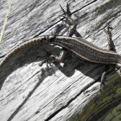 Pseudemoia spenceri (Spencer's Skink) at Cotter River, ACT - 25 Dec 2018 by JohnBundock