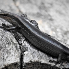 Pseudemoia entrecasteauxii (Woodland Tussock-skink) at Cotter River, ACT - 26 Dec 2018 by JohnBundock