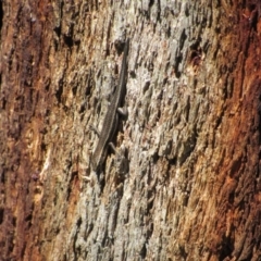 Pseudemoia spenceri (Spencer's Skink) at Kosciuszko National Park - 24 Dec 2018 by KShort