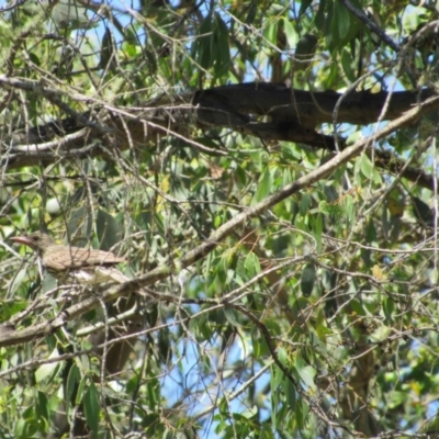 Oriolus sagittatus (Olive-backed Oriole) at Murray Gorge, NSW - 24 Dec 2018 by KShort