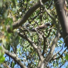 Oriolus sagittatus at Murray Gorge, NSW - 24 Dec 2018