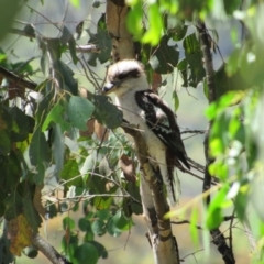 Dacelo novaeguineae (Laughing Kookaburra) at Kosciuszko National Park - 24 Dec 2018 by KShort