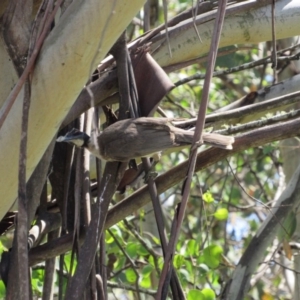 Philemon corniculatus at Murray Gorge, NSW - 24 Dec 2018 11:29 AM