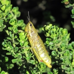 Monistria concinna (Southern Pyrgomorph) at Charlotte Pass - Kosciuszko NP - 25 Dec 2018 by KShort