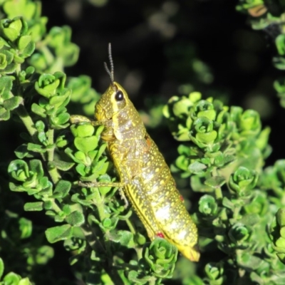 Monistria concinna (Southern Pyrgomorph) at Kosciuszko National Park, NSW - 26 Dec 2018 by KShort