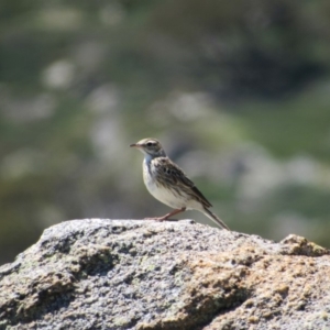 Anthus australis at Charlotte Pass, NSW - 26 Dec 2018