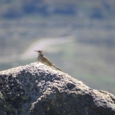 Anthus australis (Australian Pipit) at Kosciuszko National Park, NSW - 26 Dec 2018 by KShort