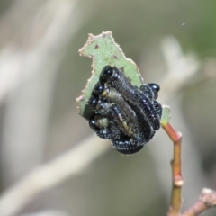 Perginae sp. (subfamily) (Unidentified pergine sawfly) at Charlotte Pass - Kosciuszko NP - 25 Dec 2018 by KShort