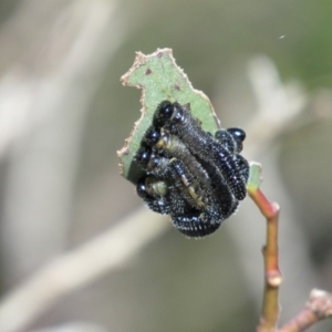 Perginae sp. (subfamily) at Kosciuszko National Park, NSW - 26 Dec 2018