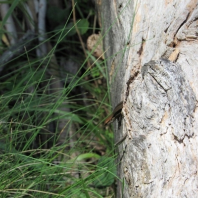 Lampropholis guichenoti (Common Garden Skink) at East Jindabyne, NSW - 26 Dec 2018 by KShort
