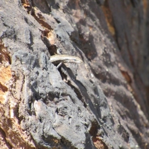 Pseudemoia spenceri at Kosciuszko National Park, NSW - 26 Dec 2018