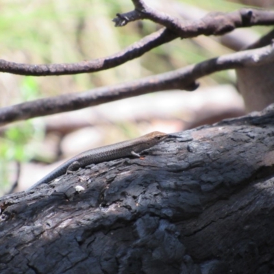 Lampropholis guichenoti (Common Garden Skink) at Kosciuszko National Park, NSW - 26 Dec 2018 by KShort