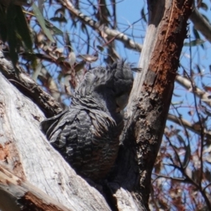 Callocephalon fimbriatum at Hughes, ACT - suppressed