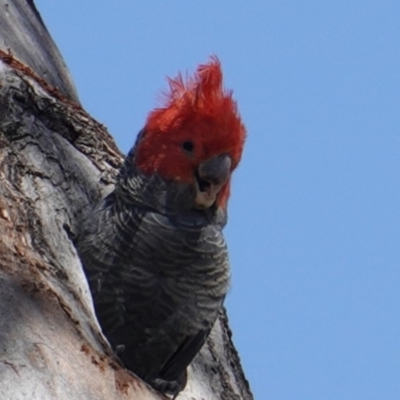 Callocephalon fimbriatum (Gang-gang Cockatoo) at Deakin, ACT - 25 Dec 2018 by JackyF