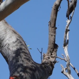 Callocephalon fimbriatum at Deakin, ACT - 26 Dec 2018