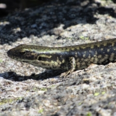 Eulamprus tympanum (Southern Water Skink) at Charlotte Pass - Kosciuszko NP - 26 Dec 2018 by KShort