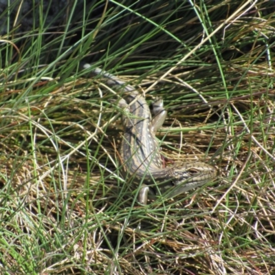 Liopholis guthega (Snowy Mountains Skink) at Kosciuszko National Park, NSW - 26 Dec 2018 by KShort