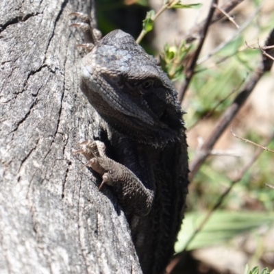 Pogona barbata (Eastern Bearded Dragon) at Red Hill, ACT - 24 Dec 2018 by JackyF