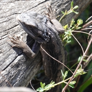 Pogona barbata at Red Hill, ACT - suppressed