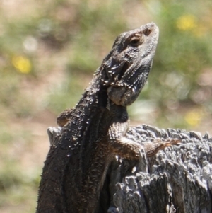 Pogona barbata at Red Hill, ACT - suppressed