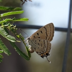 Jalmenus ictinus (Stencilled Hairstreak) at Deakin, ACT - 25 Dec 2018 by JackyF