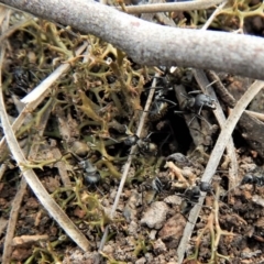 Camponotus aeneopilosus (A Golden-tailed sugar ant) at Aranda Bushland - 22 Dec 2018 by CathB
