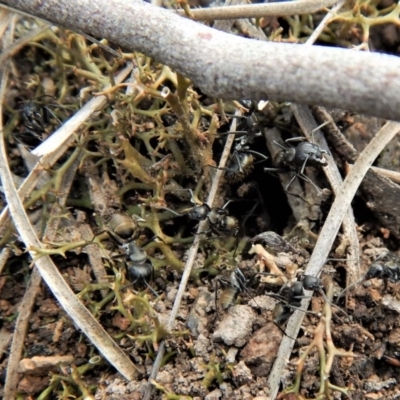 Camponotus aeneopilosus (A Golden-tailed sugar ant) at Dunlop, ACT - 22 Dec 2018 by CathB