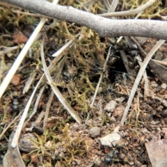 Camponotus aeneopilosus at Dunlop, ACT - 22 Dec 2018 11:48 AM