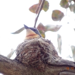 Myiagra rubecula (Leaden Flycatcher) at Deakin, ACT - 25 Dec 2018 by TomT