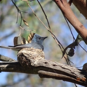 Myiagra rubecula at Deakin, ACT - 26 Dec 2018