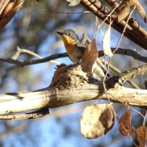 Myiagra rubecula at Deakin, ACT - 26 Dec 2018