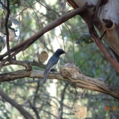 Myiagra rubecula at Deakin, ACT - 26 Dec 2018