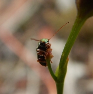 Chrysomelidae sp. (family) at Dunlop, ACT - 22 Dec 2018 11:11 AM