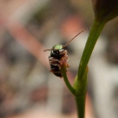 Chrysomelidae sp. (family) at Dunlop, ACT - 22 Dec 2018