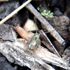 Chrysomelidae sp. (family) at Dunlop, ACT - 22 Dec 2018 11:11 AM