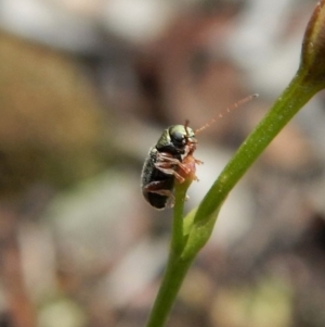 Chrysomelidae sp. (family) at Dunlop, ACT - 22 Dec 2018 11:11 AM