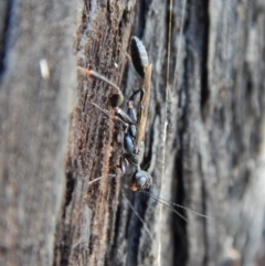 Stephanidae (family) (Stephanid wasp) at Aranda Bushland - 26 Dec 2018 by CathB