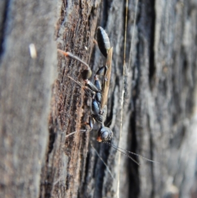 Stephanidae (family) (Stephanid wasp) at Aranda Bushland - 26 Dec 2018 by CathB