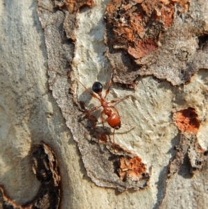 Podomyrma gratiosa at Dunlop, ACT - 27 Dec 2018