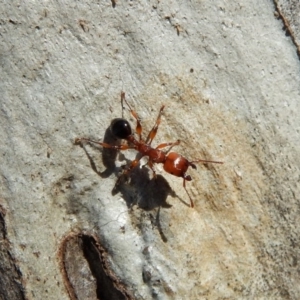 Podomyrma gratiosa at Dunlop, ACT - 27 Dec 2018