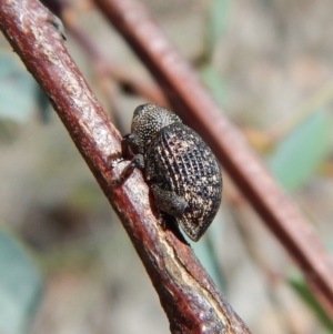 Tyrtaeosus sp. (genus) at Dunlop, ACT - 22 Dec 2018