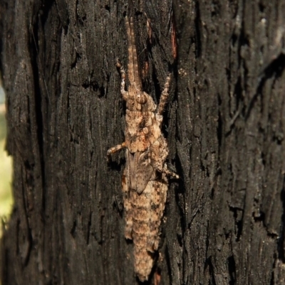 Coryphistes ruricola (Bark-mimicking Grasshopper) at Aranda Bushland - 25 Dec 2018 by CathB
