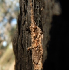 Coryphistes ruricola at Dunlop, ACT - 26 Dec 2018