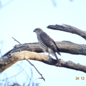 Tachyspiza fasciata at Deakin, ACT - 24 Dec 2018