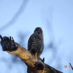 Tachyspiza fasciata at Deakin, ACT - 24 Dec 2018