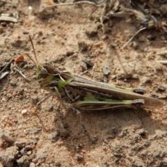 Oedaleus australis at Dunlop, ACT - 19 Dec 2018 05:10 PM