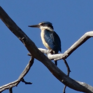 Todiramphus sanctus at Deakin, ACT - 7 Dec 2018