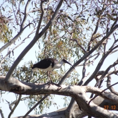 Threskiornis spinicollis (Straw-necked Ibis) at Deakin, ACT - 26 Dec 2018 by TomT